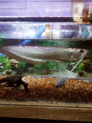 Silver Arowana Fish