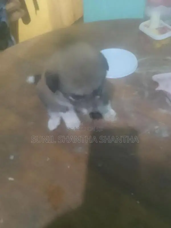 Lion Pomeranian Puppies