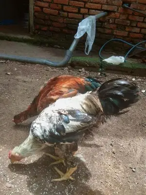 Roosters