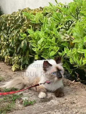 Himalayan Cat