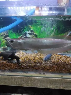 Silver Arowana Fish