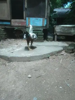 Roosters