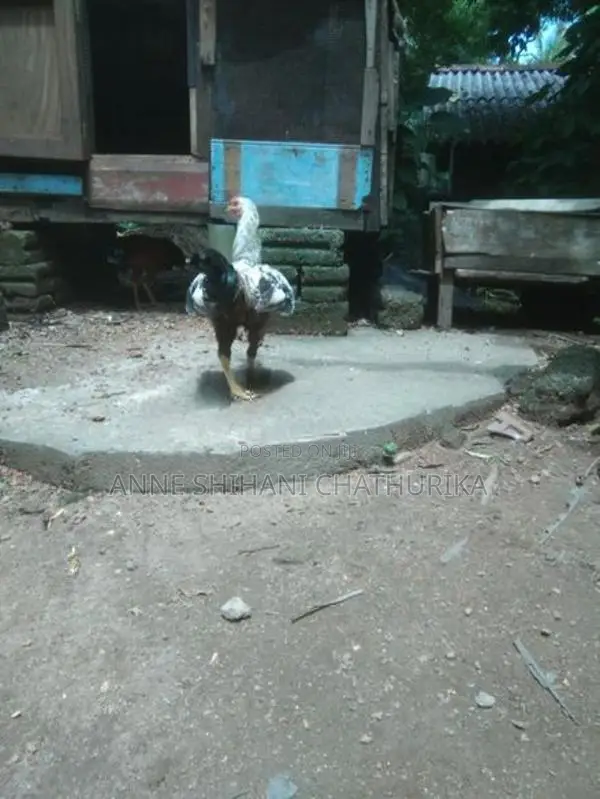 Roosters