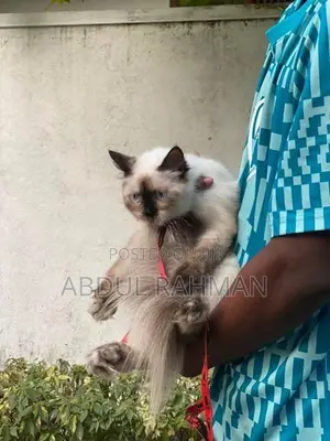 Himalayan Cat