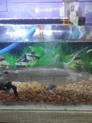 Silver Arowana Fish