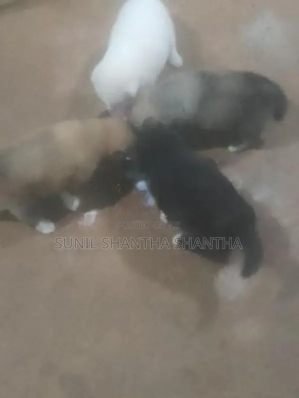 Lion Pomeranian Puppies