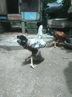 Roosters