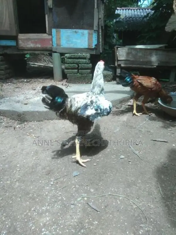 Roosters