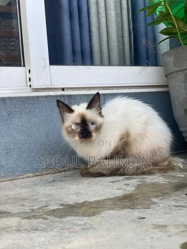 Himalayan Cat