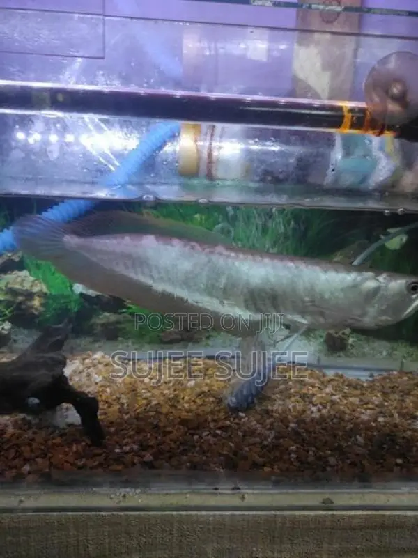 Silver Arowana Fish