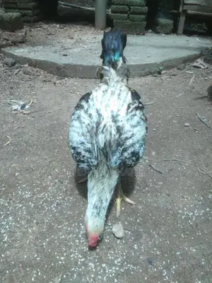 Roosters