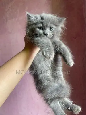 Perisan Kittens