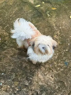 Shih Tzu Puppy