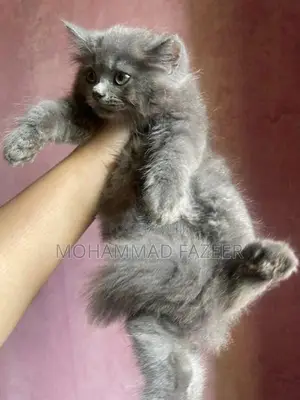 Perisan Kittens