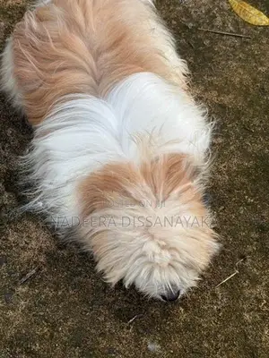 Shih Tzu Puppy