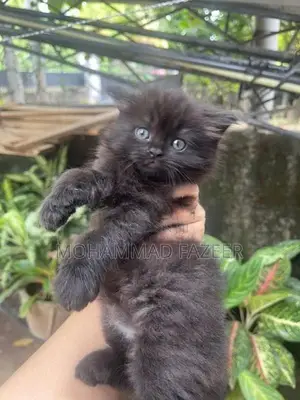 Perisan Kittens
