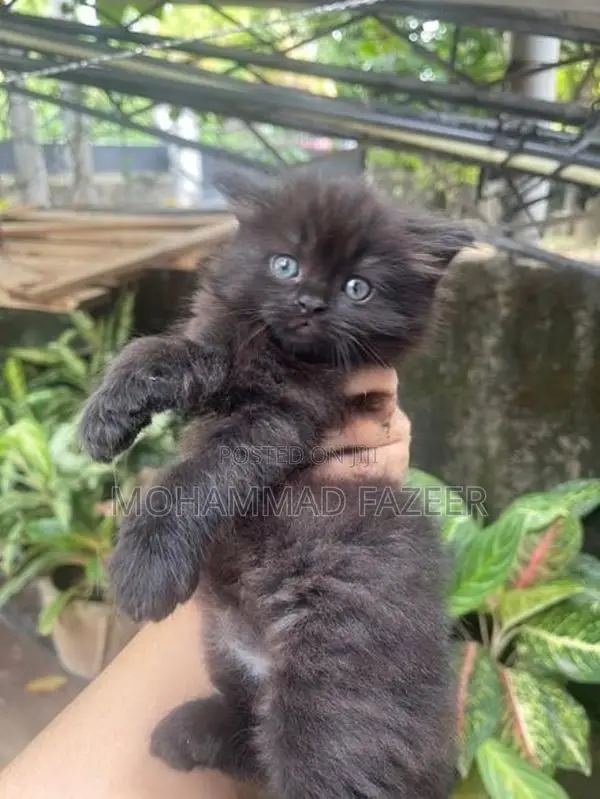 Perisan Kittens