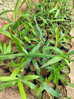 ඉගුරු පැළ