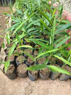 ඉගුරු පැළ
