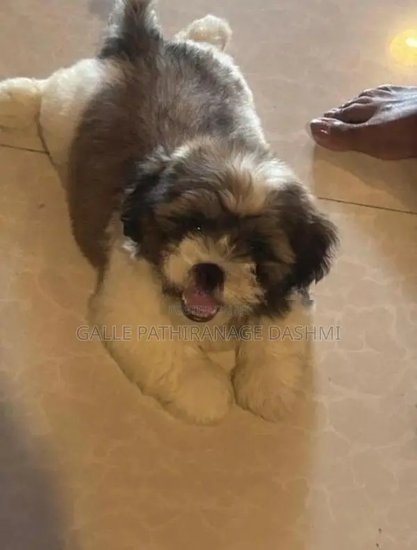 Shih Tzu Puppy
