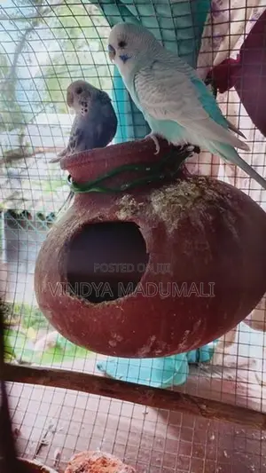 Love Birds