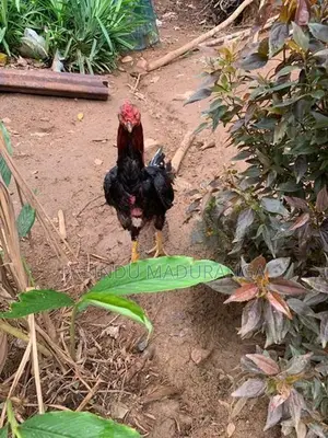 Rooster