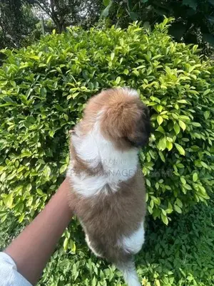Shih Tzu Puppy