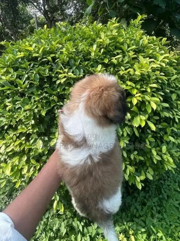 Shih Tzu Puppy