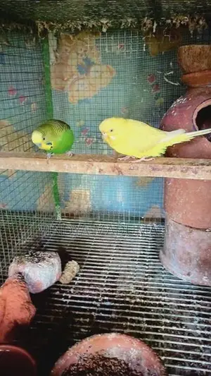 Love Birds