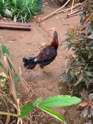 Rooster