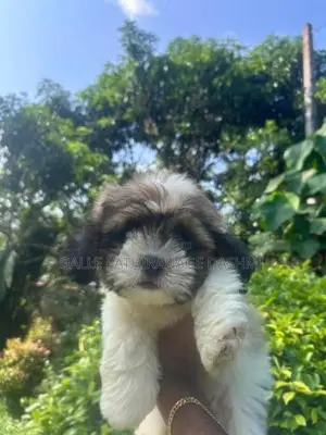 Shih Tzu Puppy
