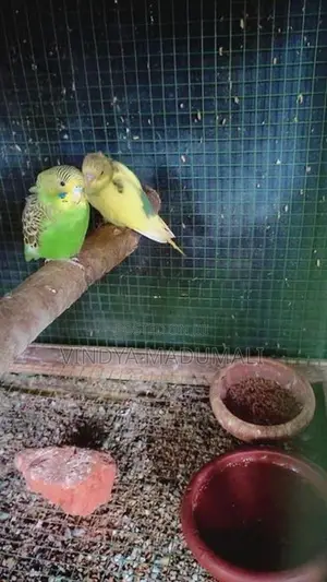 Love Birds