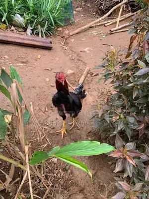 Rooster