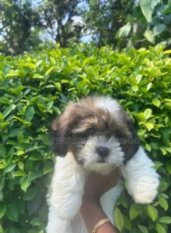 Shih Tzu Puppy