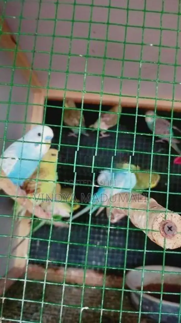 Love Birds