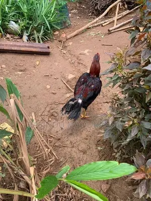 Rooster