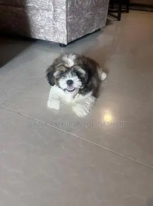 Shih Tzu Puppy