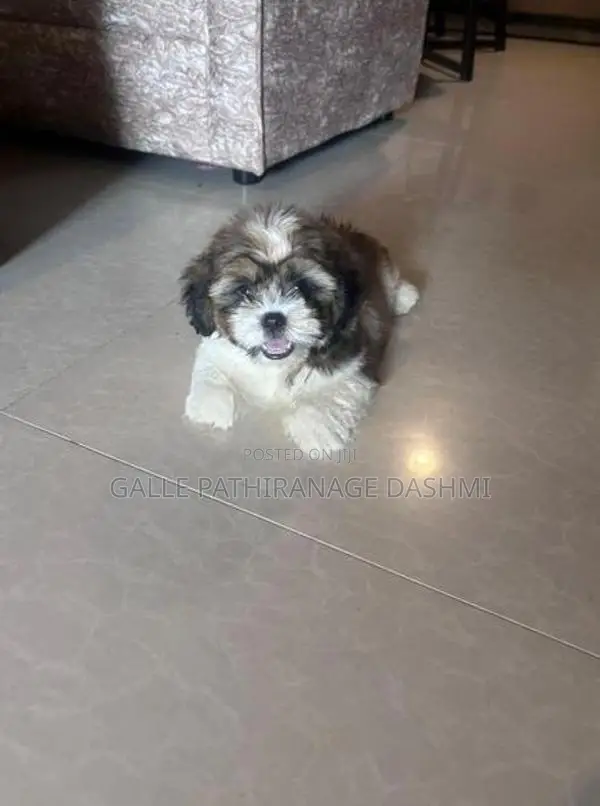 Shih Tzu Puppy