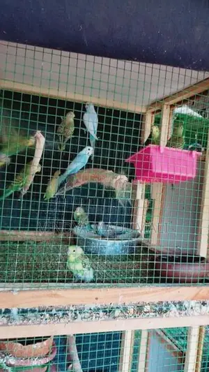 Love Birds