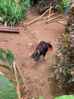 Rooster