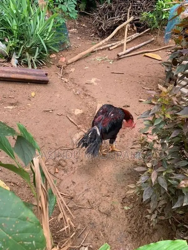 Rooster