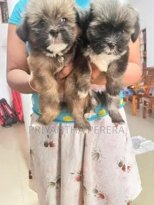 Shih Tzu Puppy