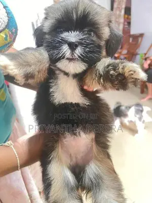 Shih Tzu Puppy