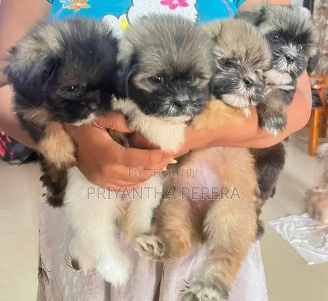 Shih Tzu Puppy