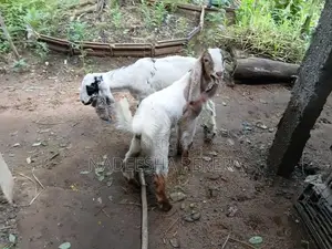 පිරිමි එලු පැටවුන්