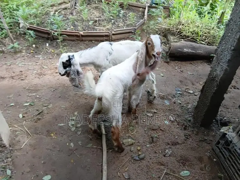 පිරිමි එලු පැටවුන්