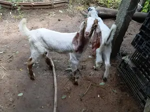 පිරිමි එලු පැටවුන්