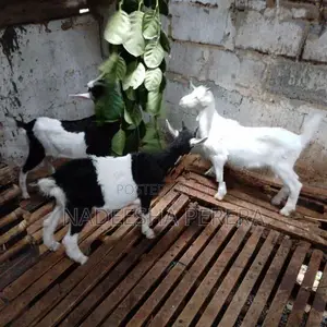 පිරිමි එලු පැටවුන්