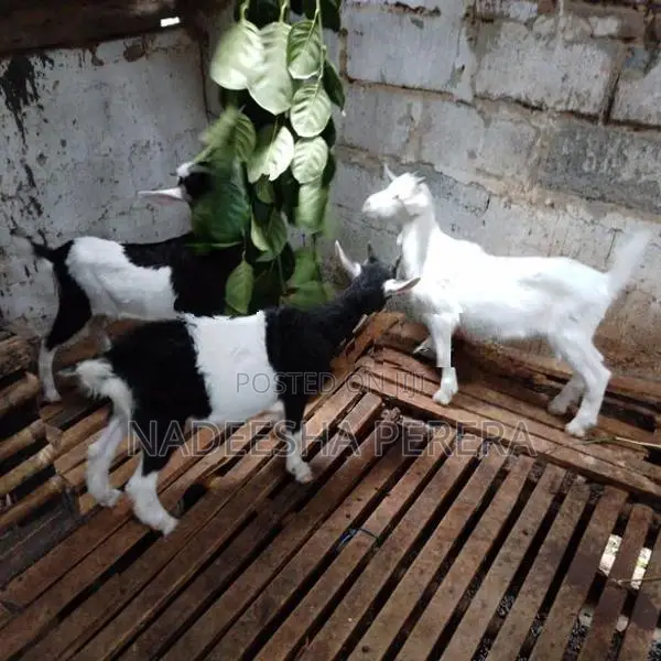 පිරිමි එලු පැටවුන්