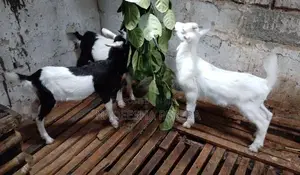 පිරිමි එලු පැටවුන්